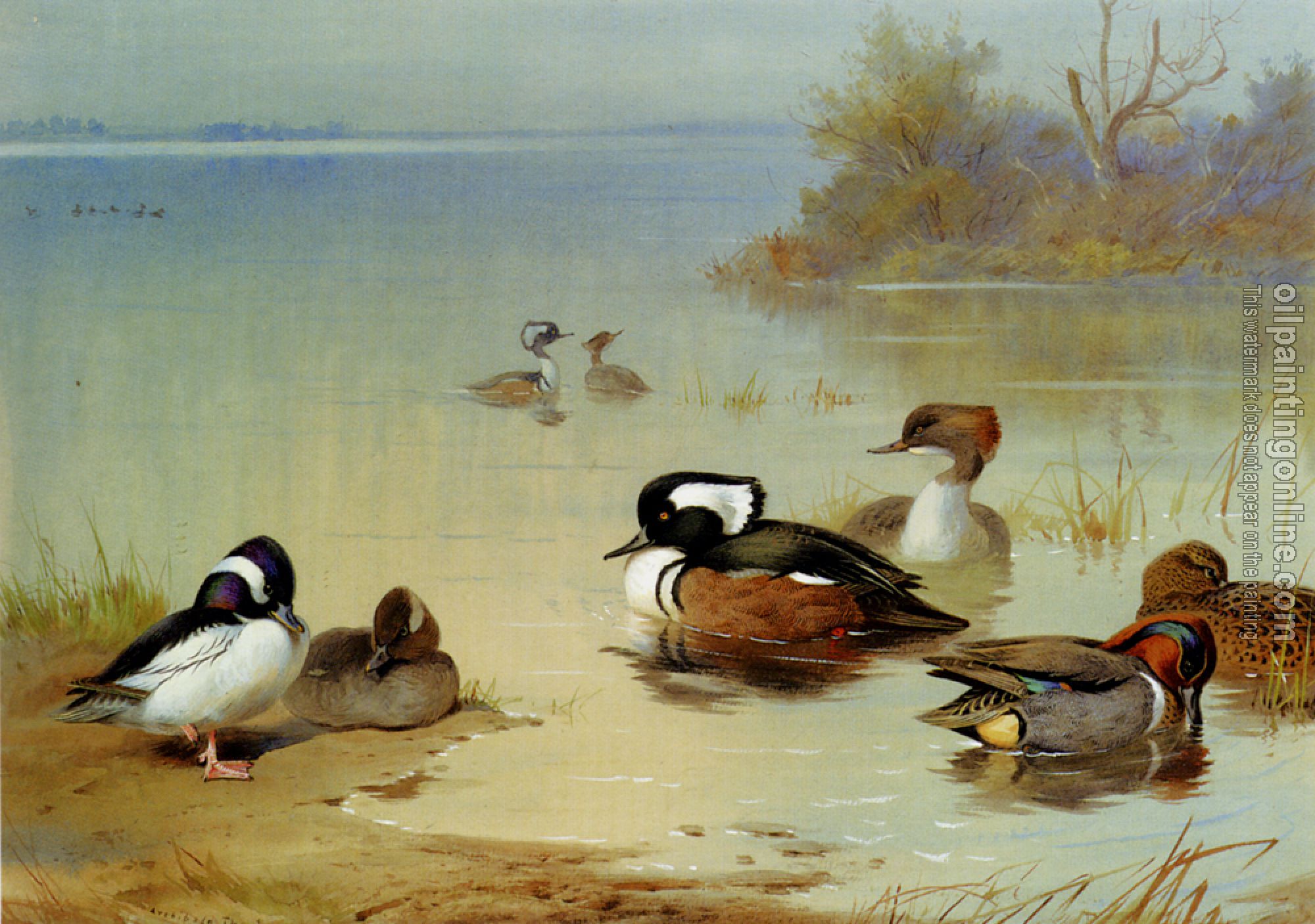 Thorburn, Archibald - Buffel Headed Duck American Green Winged Teal And Hooded Merganser